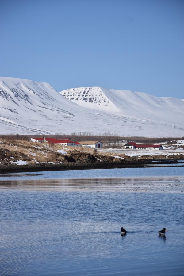 Skjaldarvik Guesthouse Akureyri Exterior photo